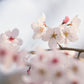 日本製 桜染ピンクグラデーションロングワンピース sumi012-pinkgra